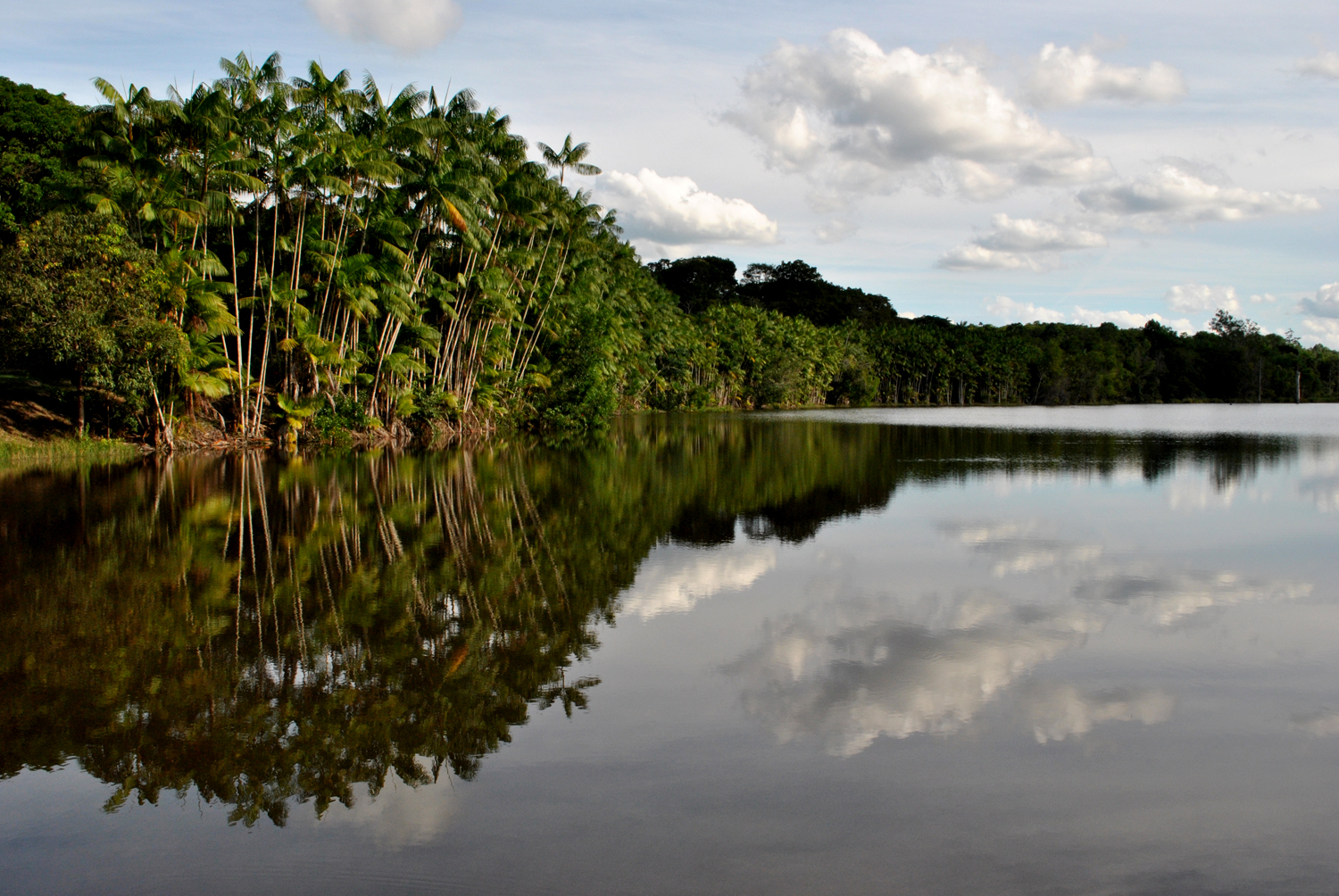 Brazilian Atlantic Moist Forests (NT14) | One Earth